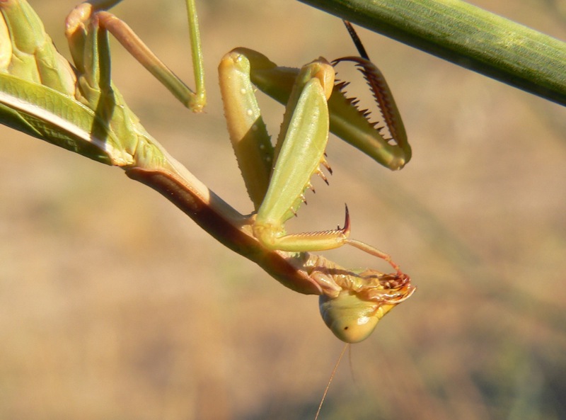 Mantidi sicane